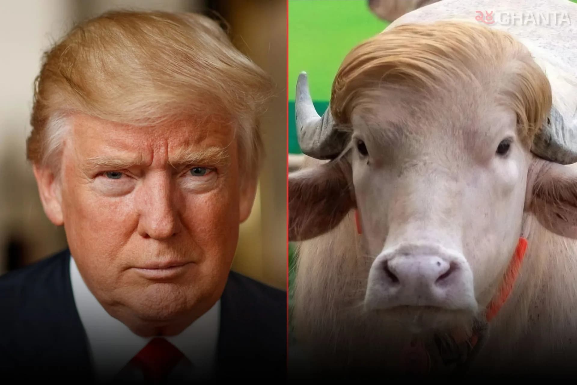 “Donald Trump” buffalo