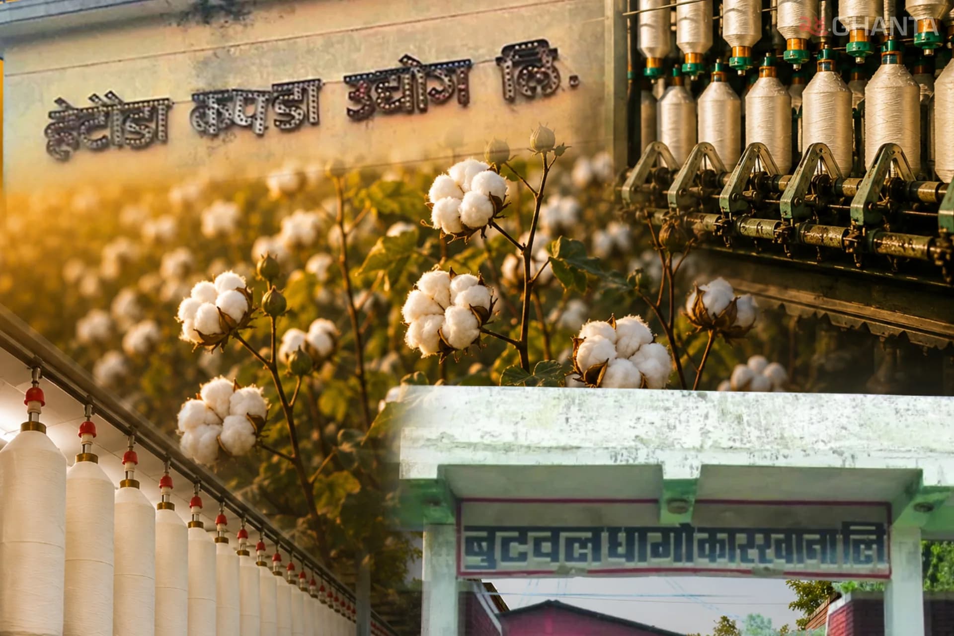 Government Push for Local Cotton