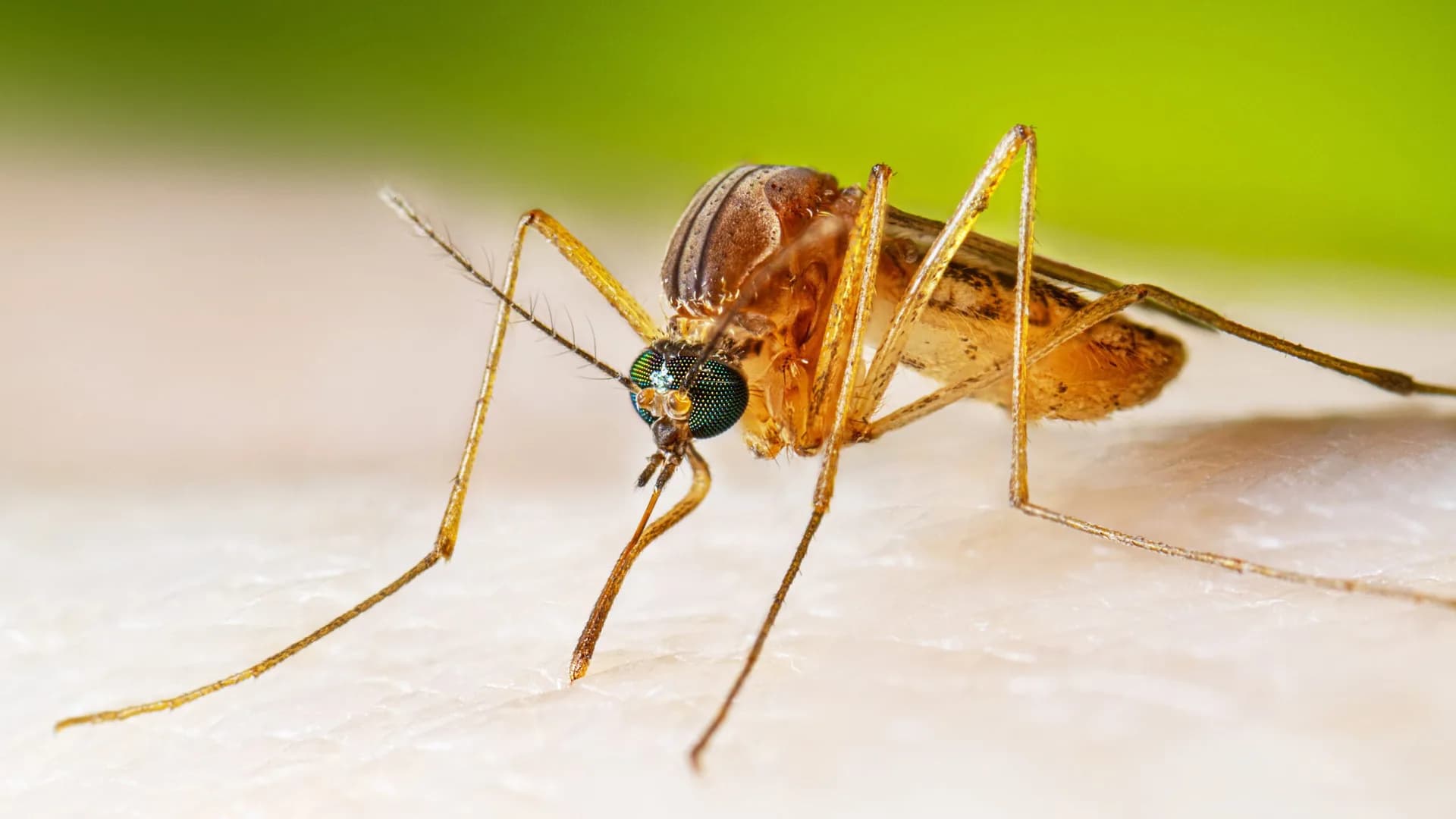 Japanese Encephalitis 