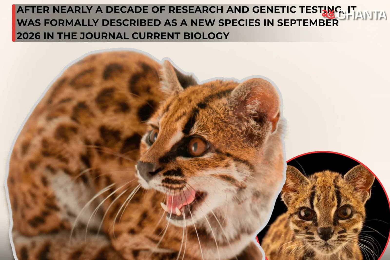 Tiny Cat Mistaken for a Pet Redraws the Wildcat Family Tree
