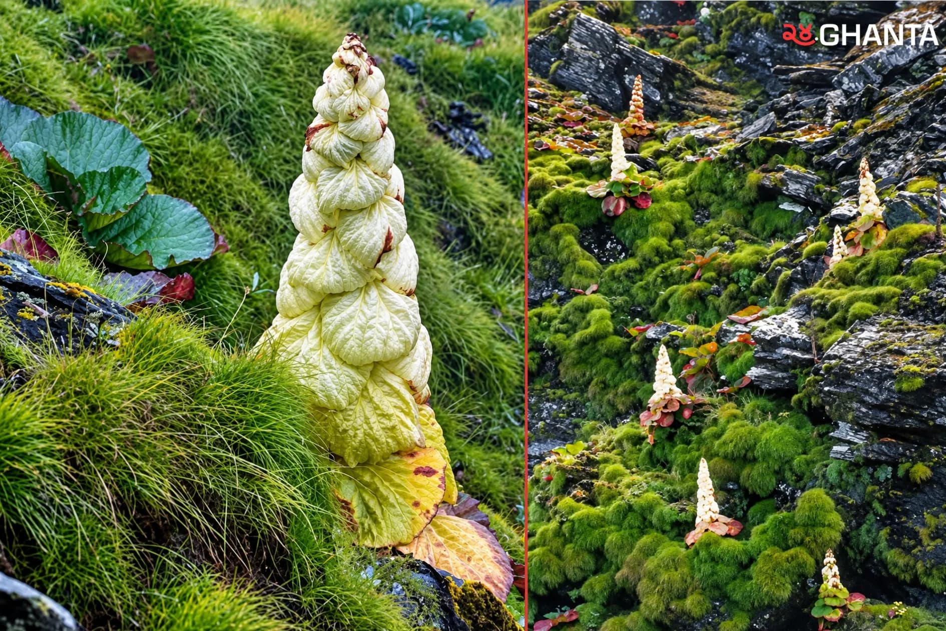 Rare Himalayan Flower With Ancient Importance