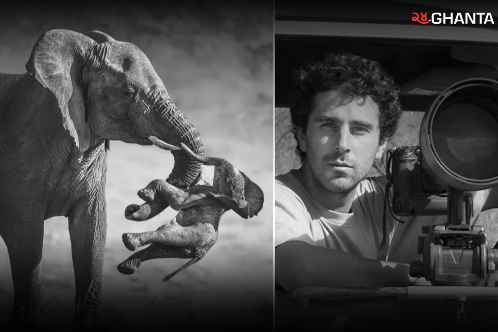 Elephant Photograph Raises Questions About Grief